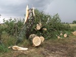 Powalone drzewa na trasie Lotyń-Borki - 13.07.2010
