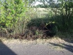 Pożar traw na trasie Lotyń - Borki. 8 lipca