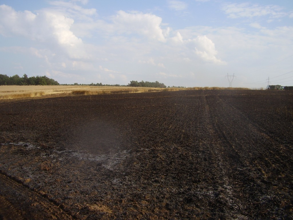 Pożar zboża na pniu