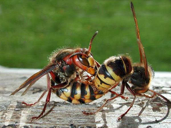 Agresywne owady – Wojnówko