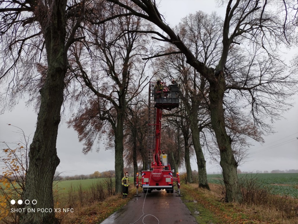 Zwisający konar