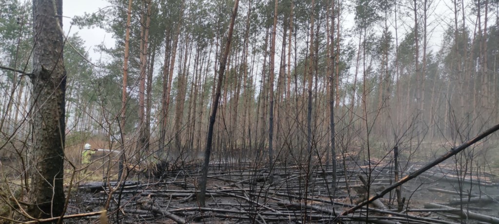 Pożar lasu – Chwalimie