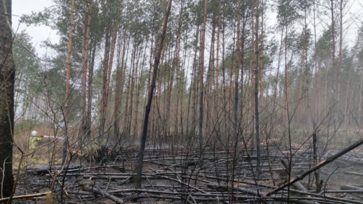 Pożar lasu – Chwalimie