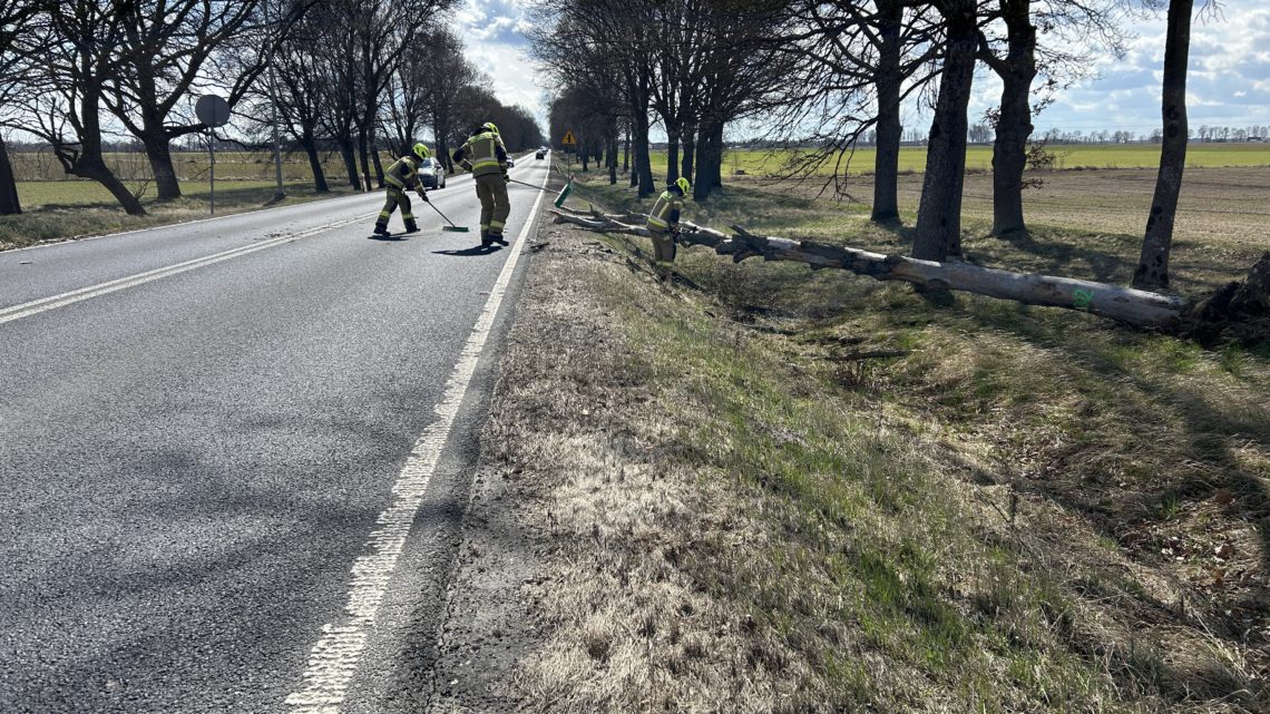 Konar drzewa na DK11