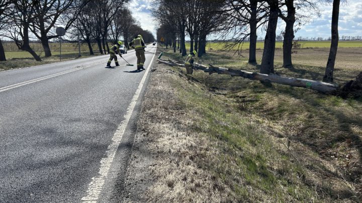 Konar drzewa na DK11